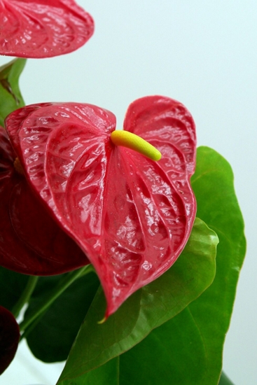 Φέρνω τη φύση σπίτι μου