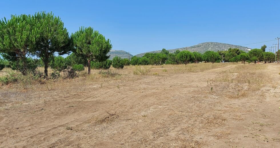 Μπουλντόζες βγήκαν στον Σχινιά