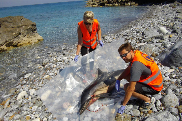 Σκοτεινό παρασκήνιο πίσω από τις δολοφονίες θαλάσσιων ζώων