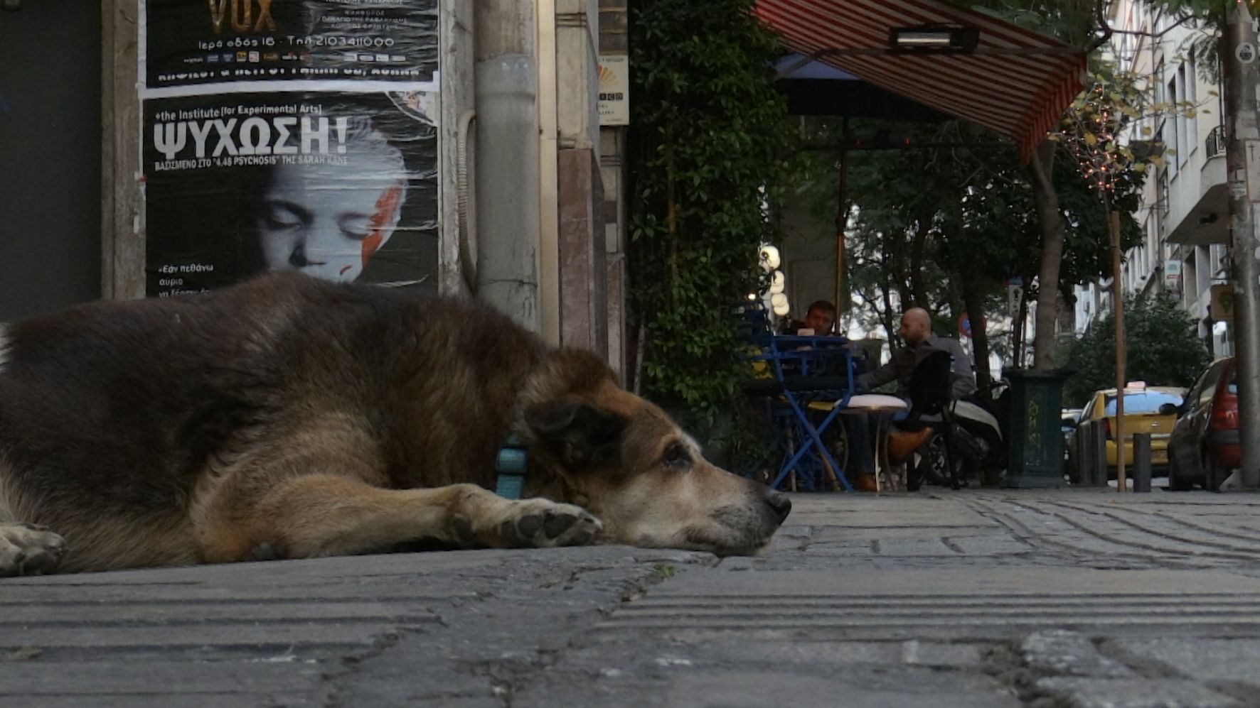 Τα αδέσποτα της Αθήνας και οι φύλακες άγγελοί τους