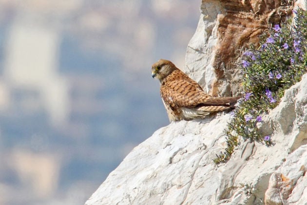 Συνοδοιπόροι της ζωής τα πουλιά στην πόλη