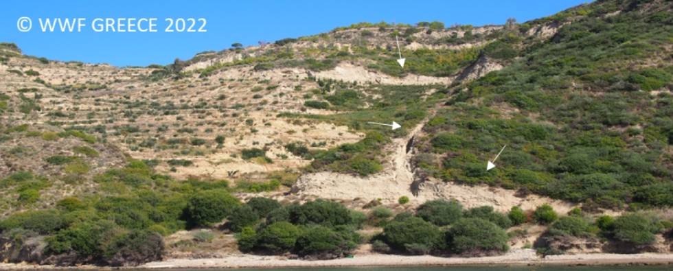 Απειλούνται οι οικότοποι των θαλάσσιων χελωνών σε Ελλάδα, Κύπρο και Τουρκία