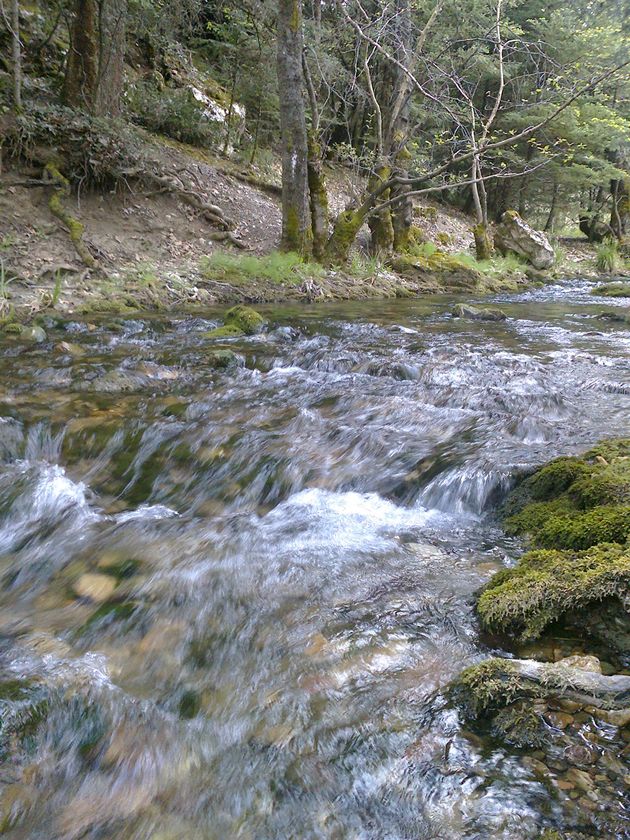 Τα δάση μάς προστατεύουν αλλά εμείς τα «σκοτώνουμε»