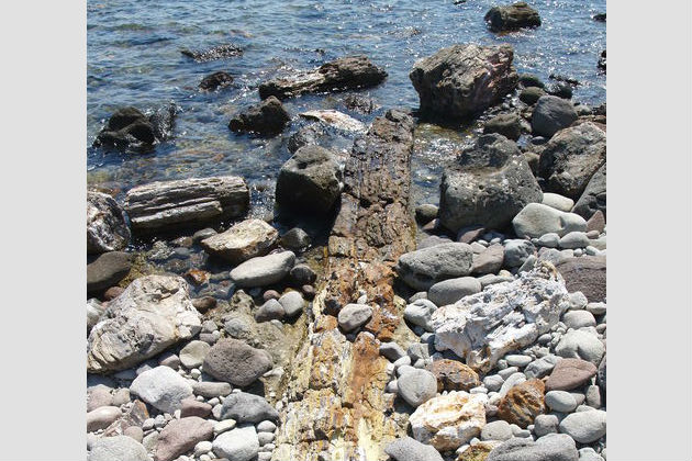Ανακαλύπτοντας στη Λέσβο την «Πομπηία των φυτών»