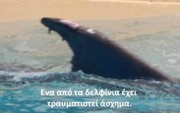 Τα δελφίνια συνεχίζουν τις «τούμπες» και το «Αττικό» τις… πιρουέτες
