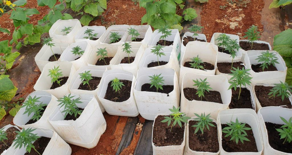 Δύο φυτείες σε θερμοκήπια με 3.250 δενδρύλλια κάνναβης στη Μεσαρά