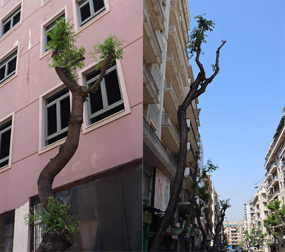 Κλαδεύουν τα δέντρα στην Αθήνα ώσπου να καραφλιάσουν
