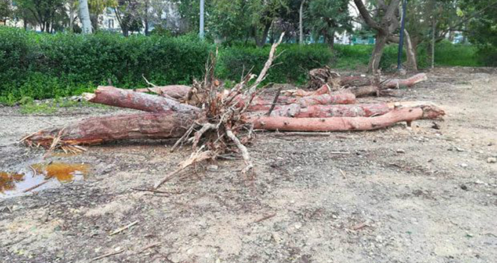 Ηράκλειο: Αντιδράσεις για τις κοπές δέντρων στο πάρκο Γεωργιάδη