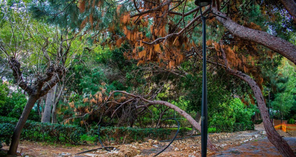 Ηράκλειο: Αντιδράσεις για τις κοπές δέντρων στο πάρκο Γεωργιάδη