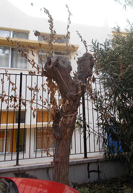 Ζητείται σωστή διαχείριση για το πράσινο στο Ηράκλειο