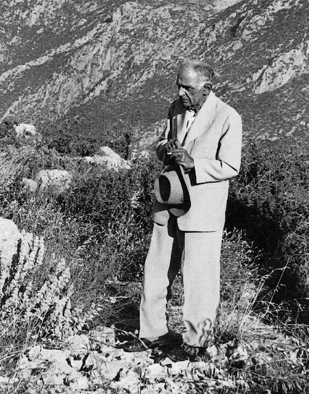Ενα πεύκο και… ο Πικιώνης που πληγώναμε