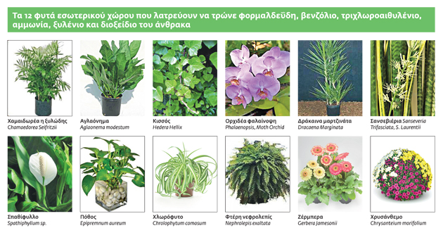 Χωρίς τα φυτά, ανάσα δεν παίρνουμε