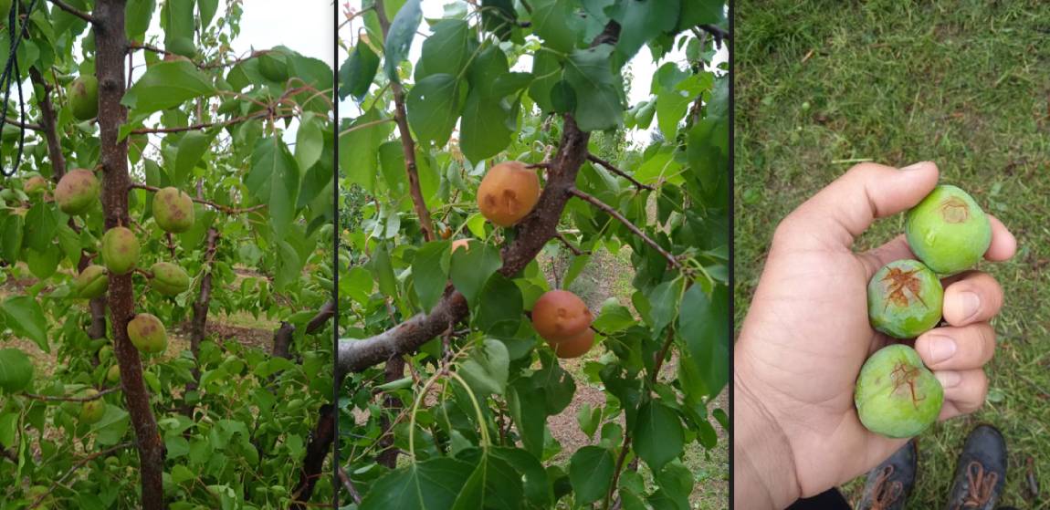 Τρομακτική καταστροφή από χαλαζόπτωση στον Αρχάγγελο Ημαθίας [ Φωτογραφίες ]