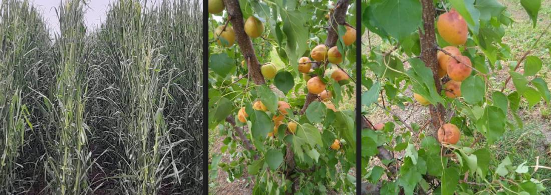 Τρομακτική καταστροφή από χαλαζόπτωση στον Αρχάγγελο Ημαθίας [ Φωτογραφίες ]