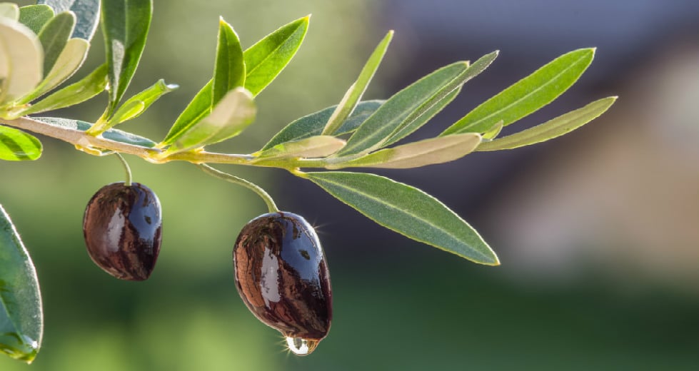 Το θαυματουργό παρθένο ελαιόλαδο στην αντιμετώπιση της άνοιας