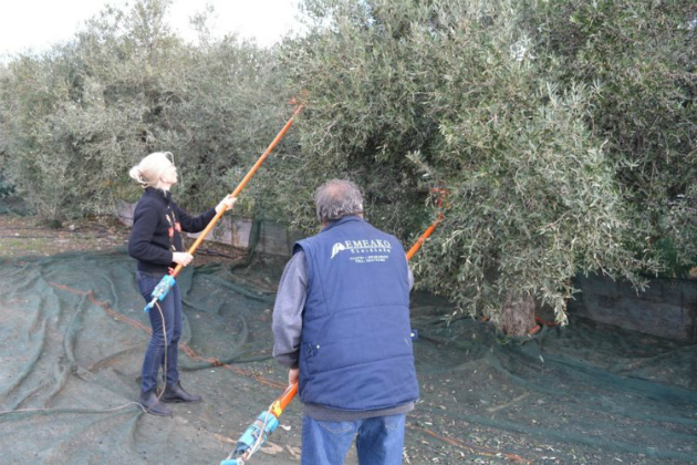 Γερμανοί ραβδίζουν ελιές στην Κρήτη