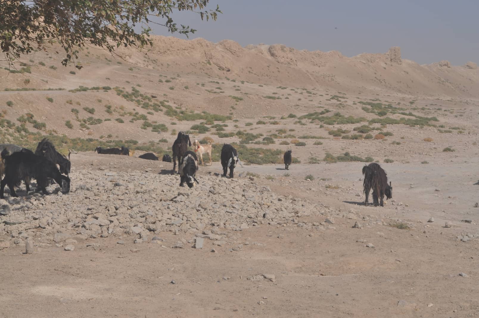 Από το Tillya Tepe στην Balkh (Βακτριανή)