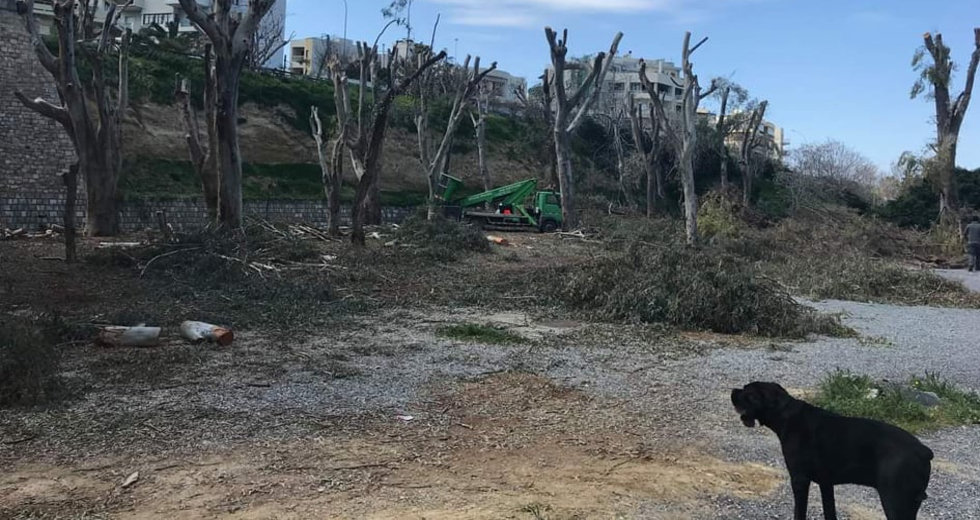 Ηράκλειο: Κατηγορούν τον Δήμο για καταστροφική παρέμβαση σε δέντρα