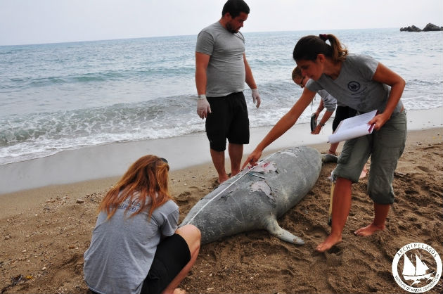 Ακόμη μια δολοφονία φώκιας με κυνηγετικό όπλο