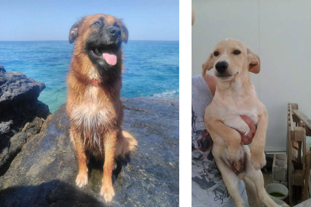 Τα ζηλιαρόσκυλα!