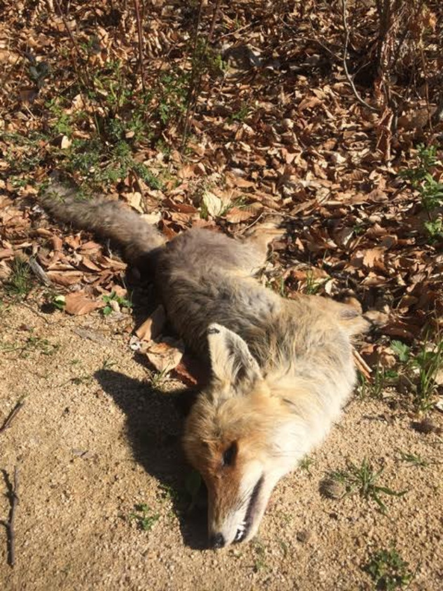 Ιδιαίτερα επικίνδυνες φόλες στη Νυμφαία Κομοτηνής