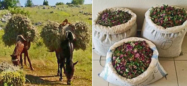 Να σου φτιάξω ένα τσάι του βουνού; – Εχεις;