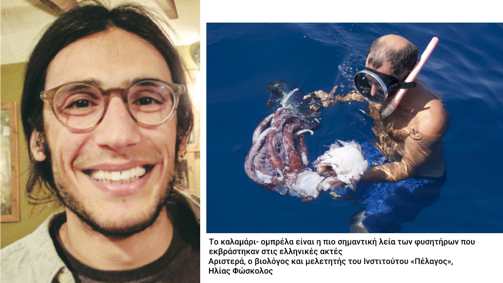Φυσητήρες, οι γνωστοί άγνωστοι γίγαντες των ελληνικών θαλασσών