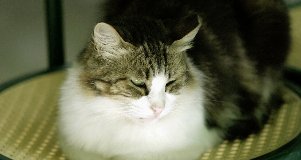 Νομοσχέδιο-καταδίκη για τα ζώα συντροφιάς