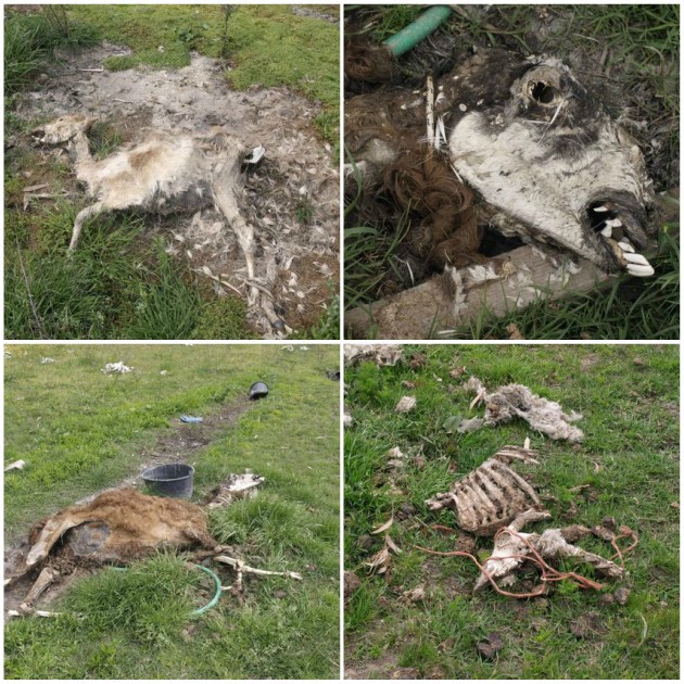 Η χλιδάτη βιτρίνα έκρυβε κολαστήριο ζώων
