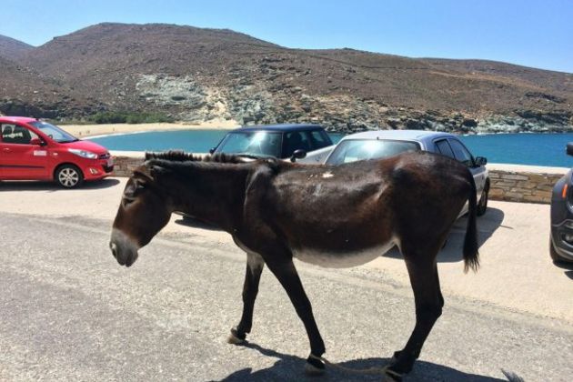 «Φρένο» στην απαίτηση για νομιμοποίηση του παστουρώματος