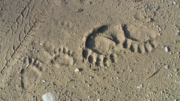 Συμβιώνοντας με την άγρια πανίδα