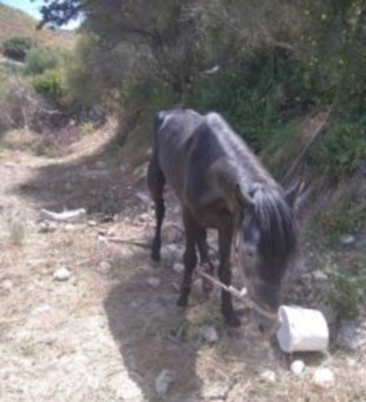Ηράκλειο: Σύλληψη ενός ανδρα και πρόστιμο 30.000 ευρώ για κακοποίηση αλόγου