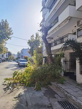 Οι δεντροκτόνοι με τα πριόνια