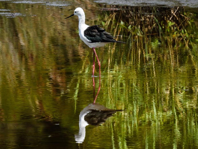 Δραματική μείωση του πληθυσμού των πουλιών