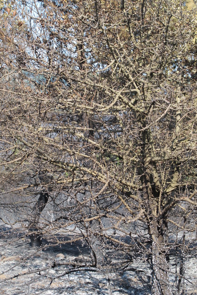 Ακολουθώντας τα χνάρια της φωτιάς στο… θέατρο της εξαφάνισης
