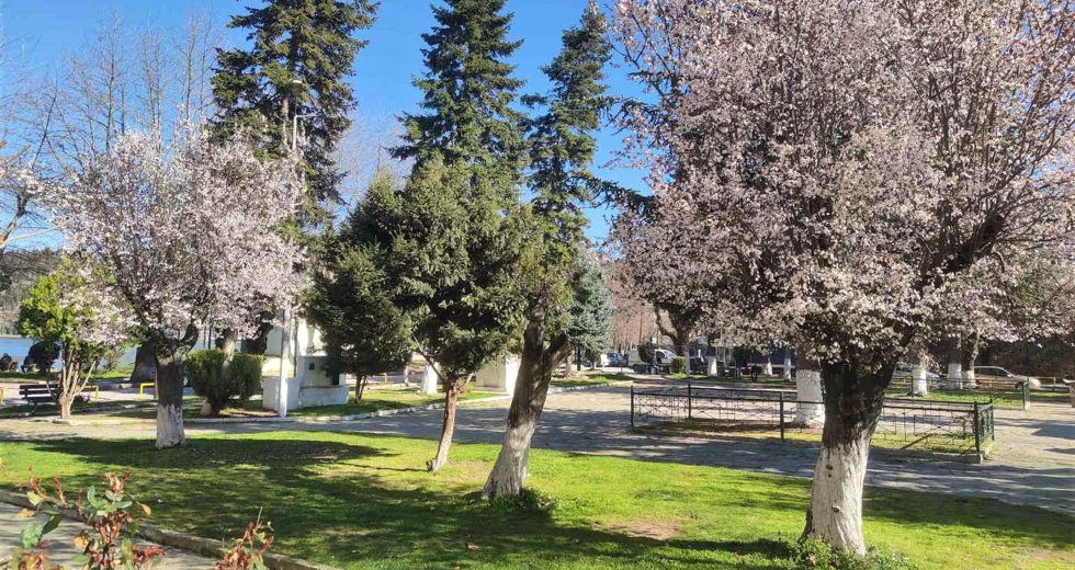 «Δενδροκτονία» στο όνομα της ανάπλασης σε πλατείες της Καστοριάς