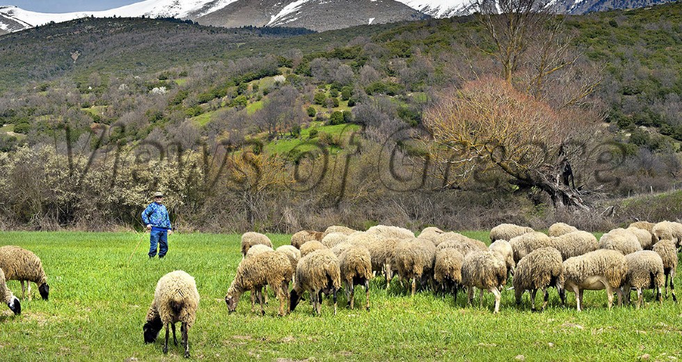 Εξερευνούμε τον υπέροχο Κάτω Όλυμπο και ένα από τα ομορφότερα ορεινά χωριά
