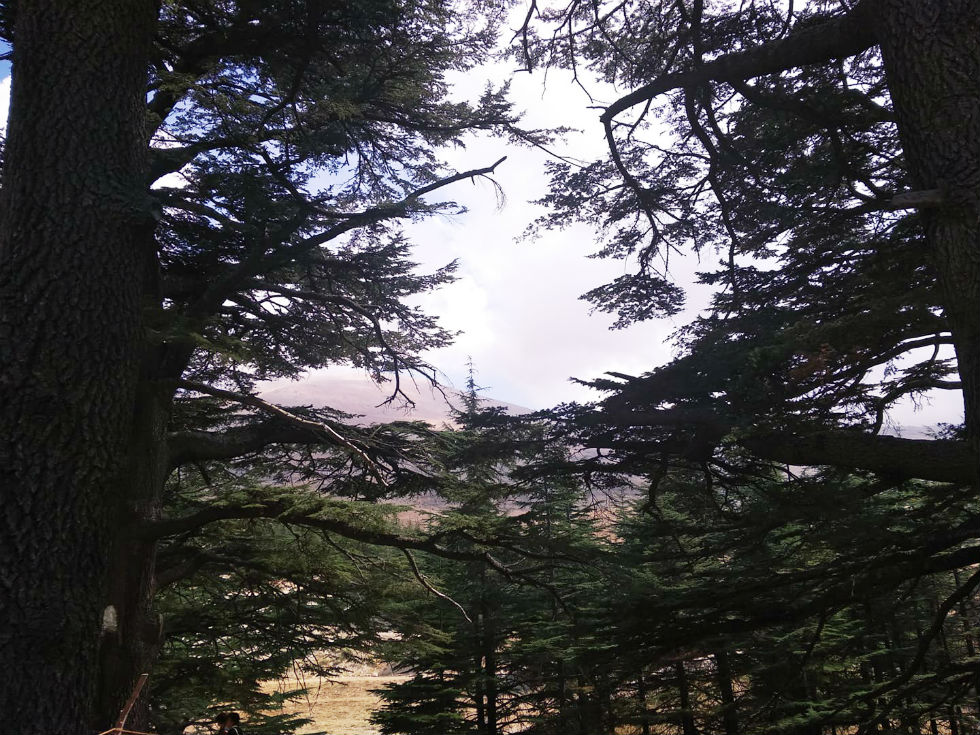 «Ο κύκλος της ζωής θα μας συγχωρέσει, αφού αισίως θα αντικατασταθούμε από ένα πιο ευσυνείδητο είδος»