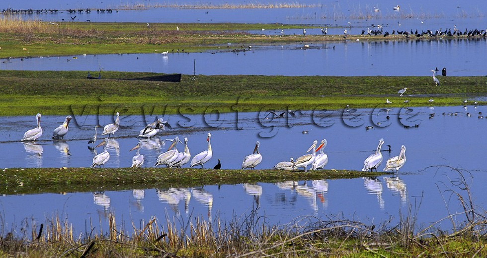 Λίμνη Κερκίνη, εαρινή πανδαισία