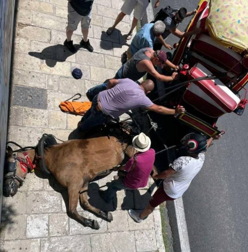 Θυσία στον βωμό του τουρισμού: Άλογο ξεψύχησε στην Κέρκυρα