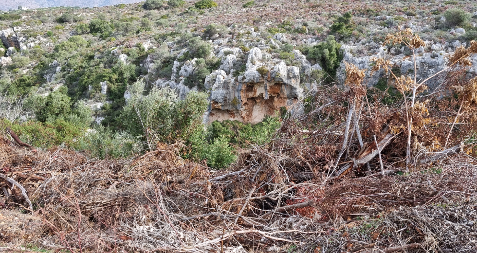 Χανιά: Αντιδρούν οι κάτοικοι στις κοπές δέντρων στο Δημοτικό Οικόπεδο Καλαθά