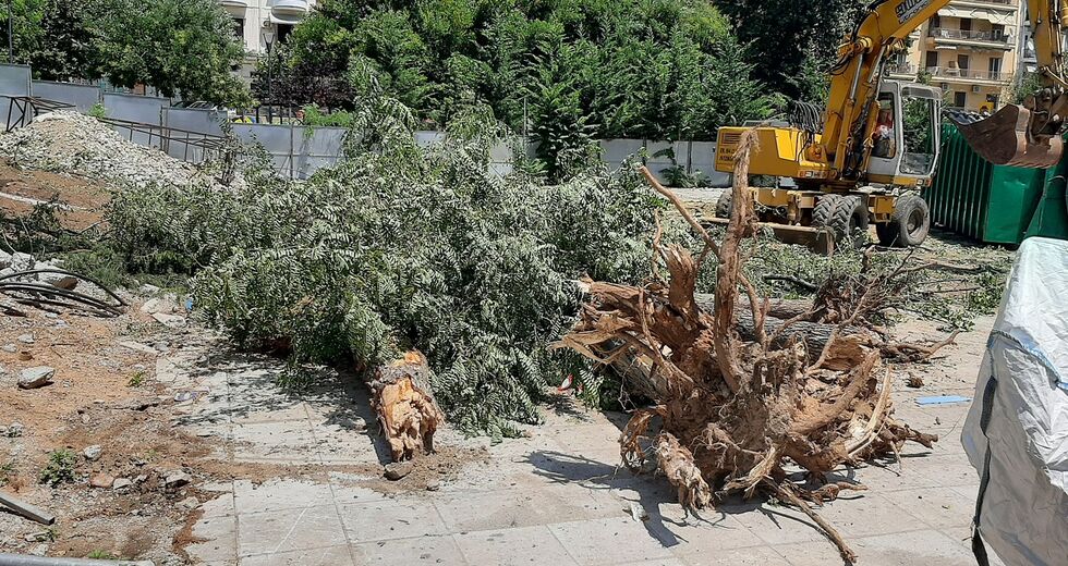 Νέα διαμάχη για κοπή 15 δέντρων στη Θεσσαλονίκη
