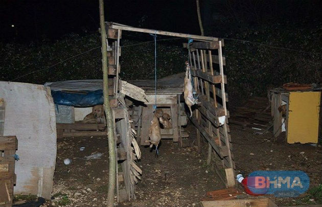 Κατά συρροή δολοφονίες ζώων