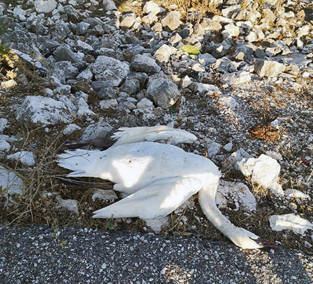 Δολοφονικά καλώδια για τα υδρόβια πουλιά