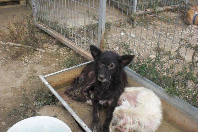 Το σχέδιο δράσης για αδέσποτα και ιδιόκτητα ζώα συντροφιάς