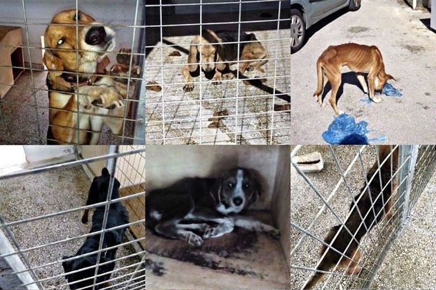 Το σχέδιο δράσης για αδέσποτα και ιδιόκτητα ζώα συντροφιάς