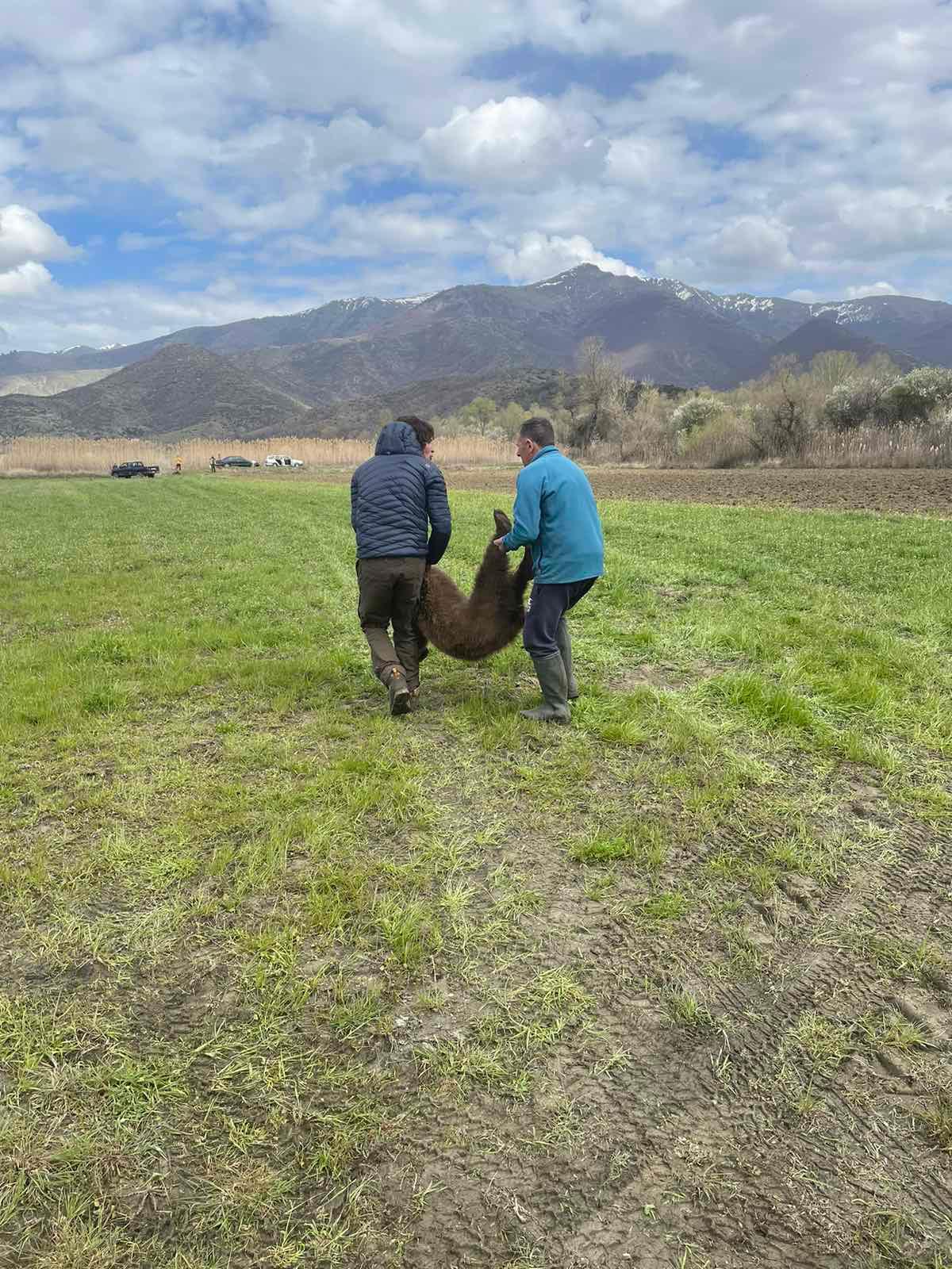 Νεαρό αρκουδάκι απελευθερώθηκε από παράνομη θηλιά για αγριογούρουνα στις Πρέσπες