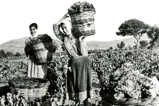 Μνήμες τρύγου στα Μεσόγεια