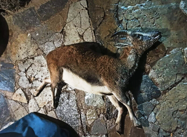 Πυροβόλησαν και σκότωσαν κρι-κρι μέσα στον Εθνικό Δρυμό Σαμαριάς