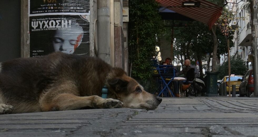 Ξένοι σταρ και Ελληνες με πάθος